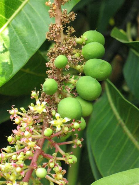 Close-up of the inflorescence and immature fruits of an Alphonso- Mango ...