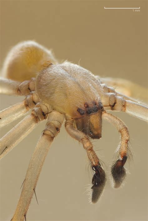 House spider - Wikipedia