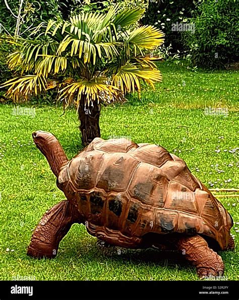 Slow as a tortoise Stock Photo - Alamy