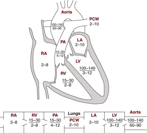 diagram of the human heart and its major vessels, including the aortaic valves