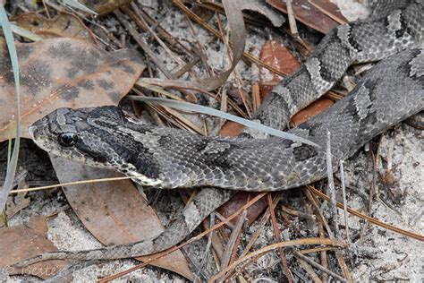 Eastern Hog-nosed Snake – Florida Snake ID Guide