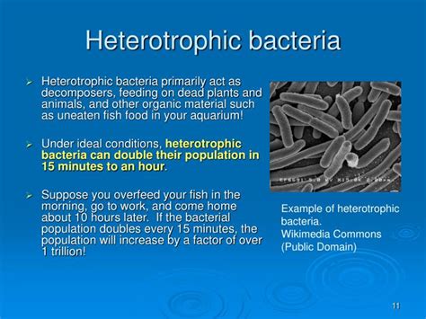 PPT - Understanding Aquarium Filtration PowerPoint Presentation - ID:43663