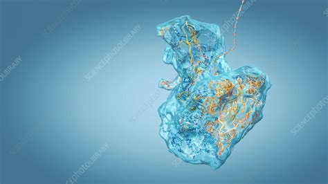 Ribosome function, animation - Stock Video Clip - K012/5688 - Science Photo Library