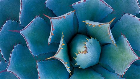 The Most Beautiful Agave Plants and How to Care For Them - Sunset