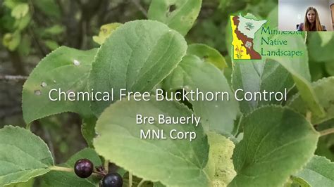 Chemical Free Buckthorn Control - YouTube