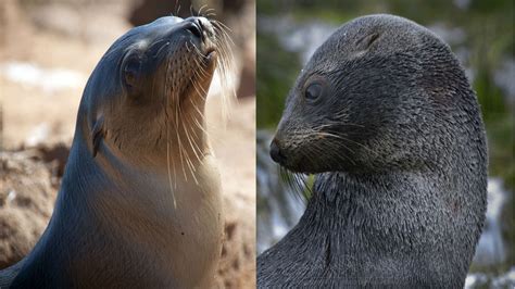 Sea Lion & Fur Seal - The Differences - YouTube