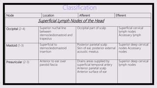 Lymph Nodes | PPT