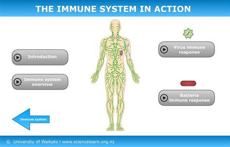 The immune system in action — Science Learning Hub