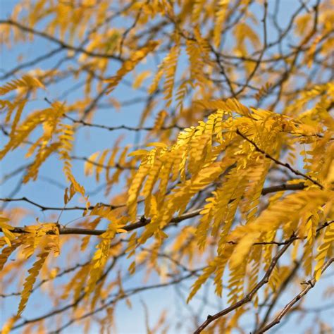 Shademaster Honeylocust Tree - Stark Bro’s