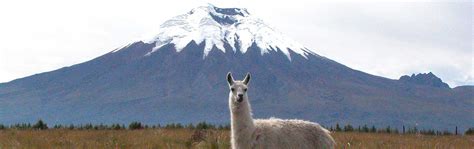 Animales De La Provincia De Cotopaxi