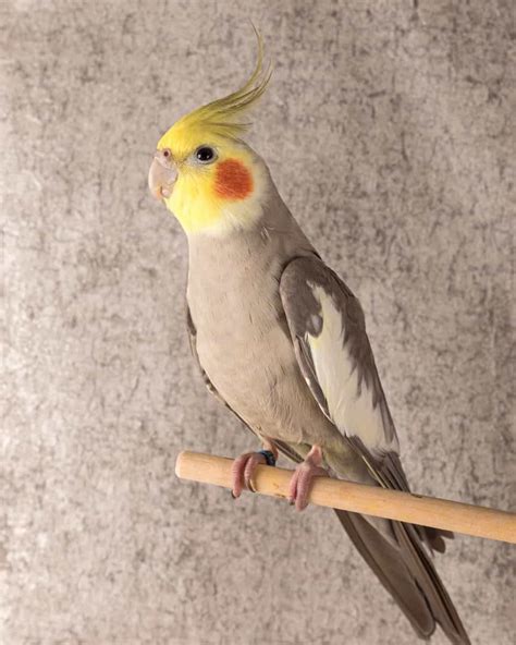 10 Cockatiel Colors Varieties & Mutations (With Pictures) - Pet Care Stores