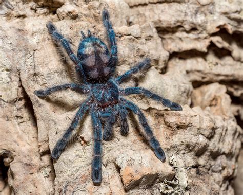 Tarantula - Caribena versicolor (spiderling) | www.etsy.com/… | Flickr