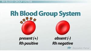 Rh Blood Group, Rh Factor & Erythroblastosis Fetalis - Lesson | Study.com