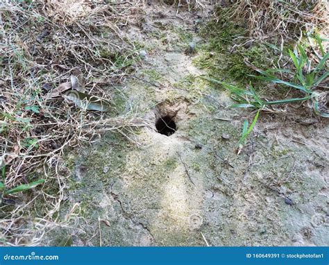 Animal Hole in Ground with Dirt and Grass Stock Image - Image of animal, grass: 160649391