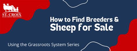 How to Find Breeders and Sheep for Sale - St. Croix Hair Sheep Breeders