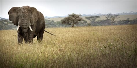 Elephant Conservation Success Stories to Celebrate and Replicate | HuffPost