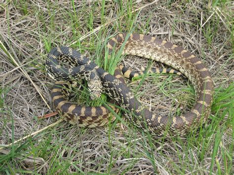 Bullsnake (Pituophis catenifer) - Phenology Project