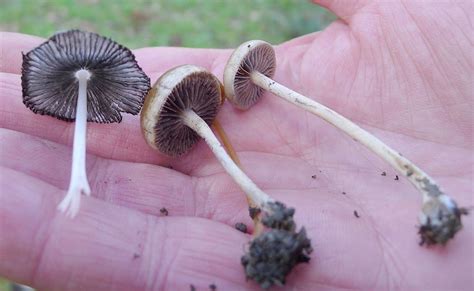 Basidiomycota: Definition, Characteristics, Structure, Reproduction, Examples and Roles