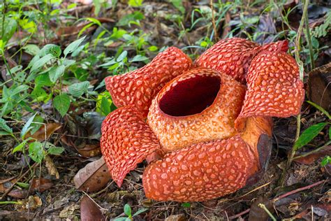 The Flora And Fauna You Can Find On Gunung Kinabalu | Gempak