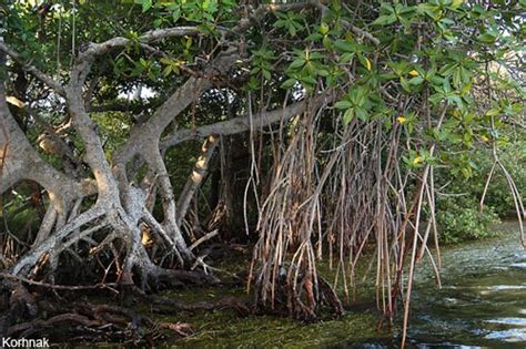 Fungsi Ekonomis dari Ekosistem Mangrove | Kehutanan