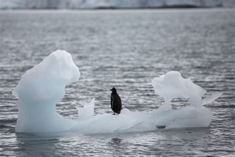 Record heat sends sea ice into retreat, worrying scientists