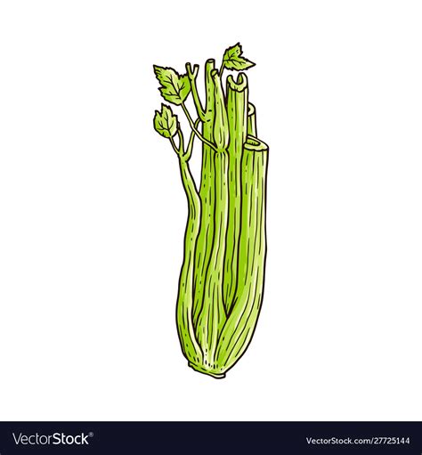 Green celery stalk drawing isolated on white Vector Image