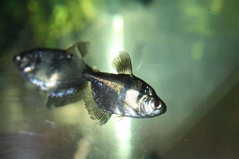 Black Skirt Tetra Profile: Care, Size, Lifespan, Tank Mates, Breeding