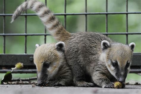 Cute Coati | Wild Life Adventures