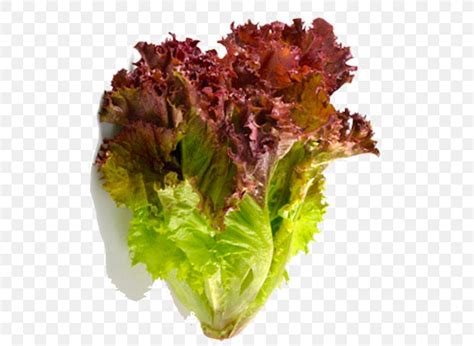 Red Leaf Lettuce Romaine Lettuce Vegetable Salad, PNG, 600x600px, Leaf Lettuce, Benih, Food ...