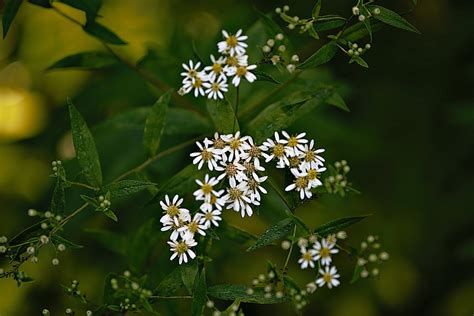 Den'sphotogallery: New hampshire Wildflowers In F-2.8