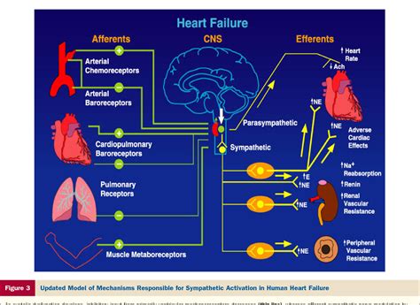 [PDF] Sympathetic Nervous System Activation in Human Heart Failure | Semantic Scholar