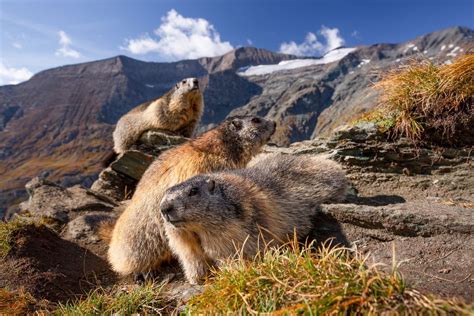 Alpine Marmots | Smithsonian Photo Contest | Smithsonian Magazine