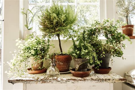 Sunroom Plants and Projects - Midcounty Journal