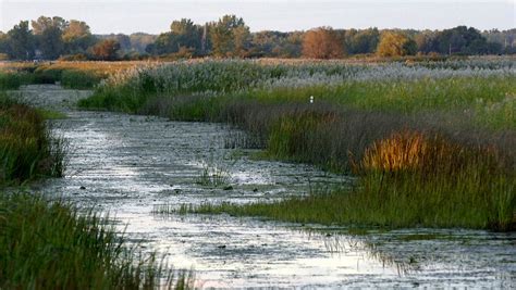 Central Michigan University gets $10M wetlands grant