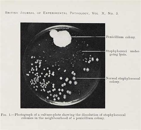 Alexander Fleming biography - Science Hall of Fame - National Library of Scotland