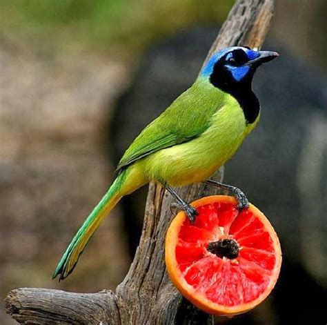 75 best images about Green Jay on Pinterest | South america, Colourful birds and Amazing pictures