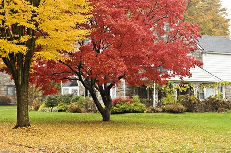 Autumn Landscaping Tips: What to Plant and Prune