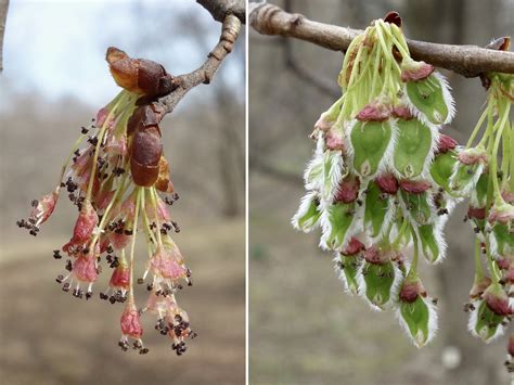 Elms Flowers Are Very Busy (and Beautiful) - Arnold Arboretum | Arnold Arboretum