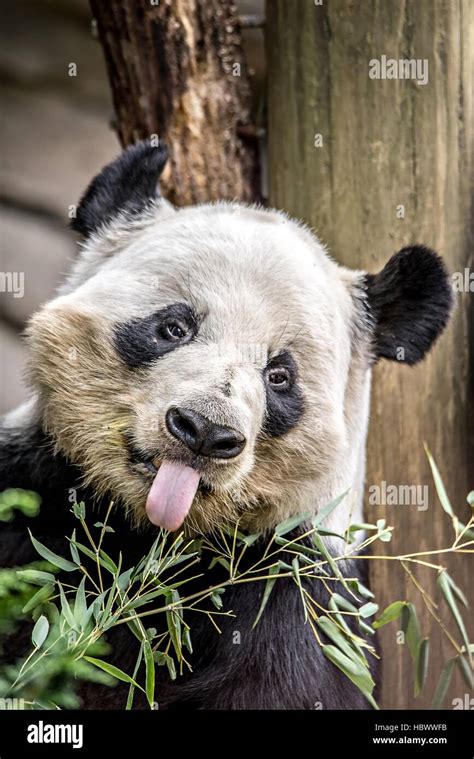 Panda gigante comiendo bambú verde Fotografía de stock - Alamy