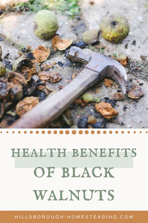 Medicinal Benefits of Black Walnut Trees | Health benefits of walnuts, Black walnut benefits ...