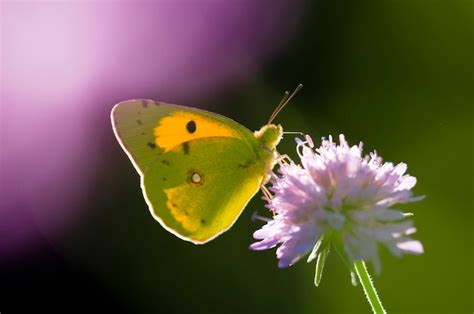 Premium Photo | Colias butterfly on a purple flower