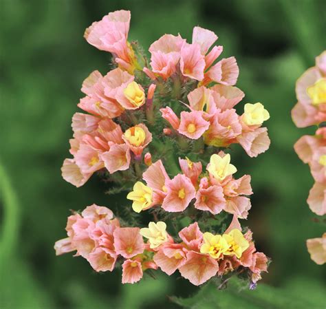 Limonium sinuatum 'QIS Apricot' APRICOT STATICE - SeedScape