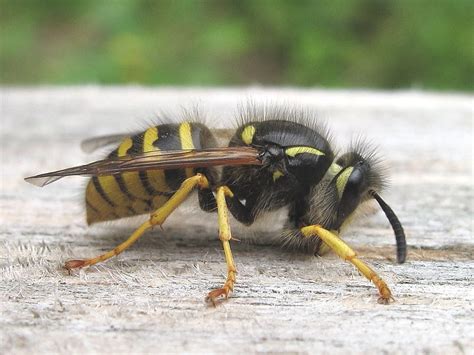 Common Wasp (Vespula vulgaris) | Wildlife Insight