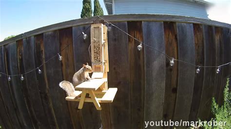 Former NASA Engineer Builds The Perfect Squirrel-Proof Bird Feeder And Watches Them Battle For ...