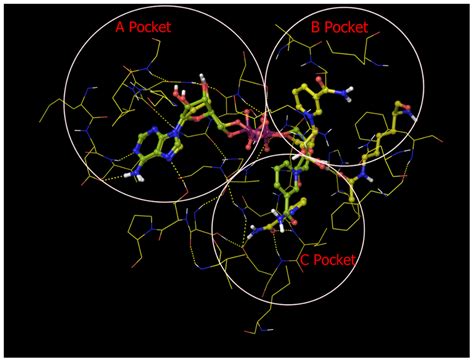 A B, and C pockets of the MD averaged structure of Sir2Tm complex with... | Download Scientific ...