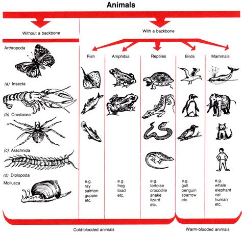 Vertebrates And Invertebrates Grade 1