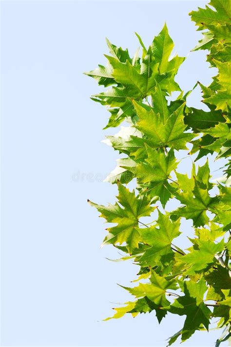 Chinar Leaf Stock Photos - Free & Royalty-Free Stock Photos from Dreamstime