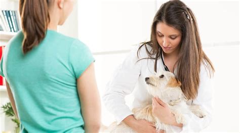 Medicina Veterinária: saiba tudo sobre esse curso de graduação