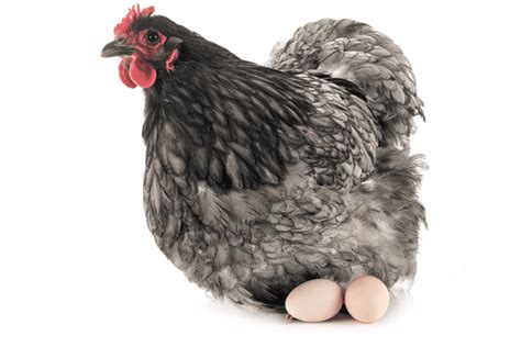 Orpington Chicken Eggs: Full Guide and FAQ