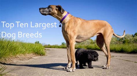 Top Ten Largest Dog Breeds - YouTube